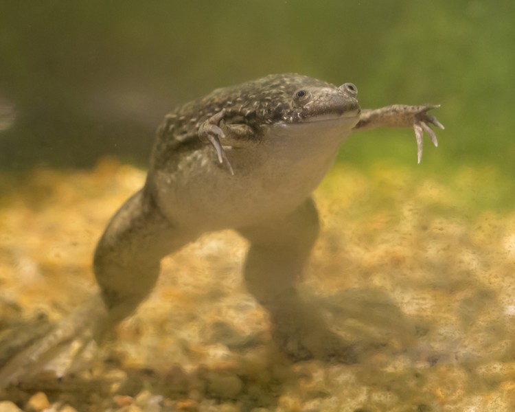 African Clawed Frog ~ 3cm